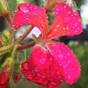 Meet your Posher, Reagan